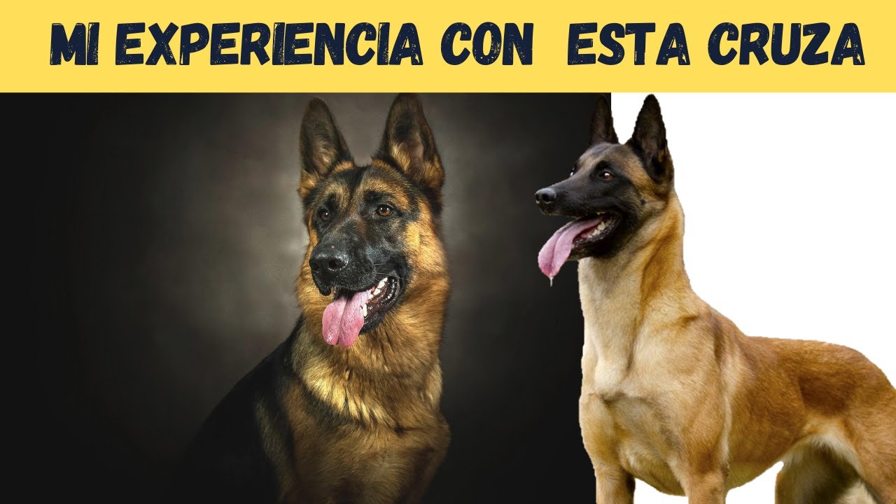 Pastor belga malinois raza peligrosa