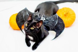 Disfraces de Halloween para gatos